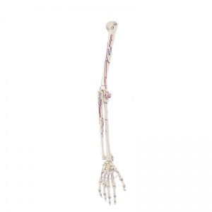 Erler-Zimmer Human Skeleton Arm Model with Muscle Markings